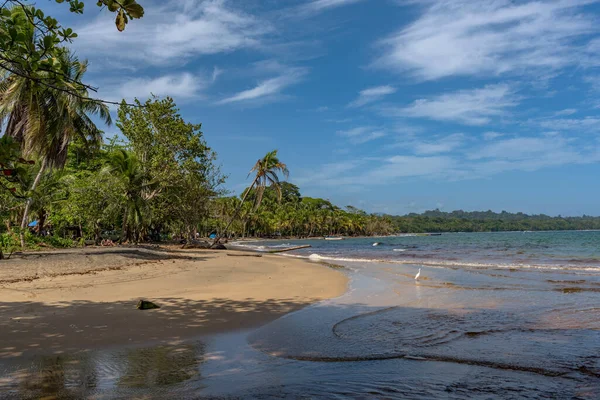 Plaj Kosta Rika Puerto Viejo Değmemiş Bir Orman — Stok fotoğraf