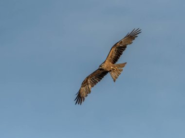 İspanya 'da Ebro Nehri üzerinde uçan siyah uçurtma