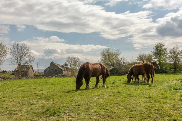 Draft Horses Meadow Cevennes Occitania France — Stock Photo, Image