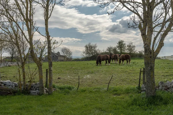 Draft Horses Meadow Cevennes Occitania France — Stock Photo, Image