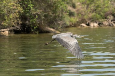 Gri Heron, Ardea Cinerea, Ribarroja rezervuarı üzerinde uçuyor, Aragon, İspanya