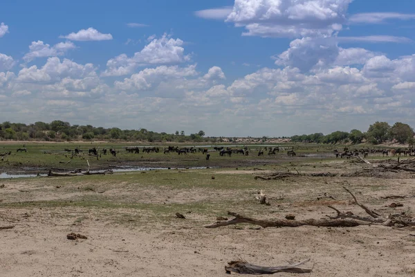 Boteti River Low Tide Summer Botswana — 图库照片