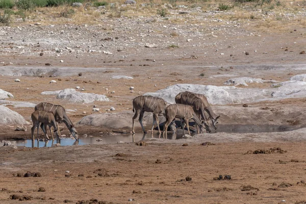 Duża Samica Kudu Tragelaphus Strepsiceros Pijąca Wodopoju Parku Narodowym Khaudum — Zdjęcie stockowe