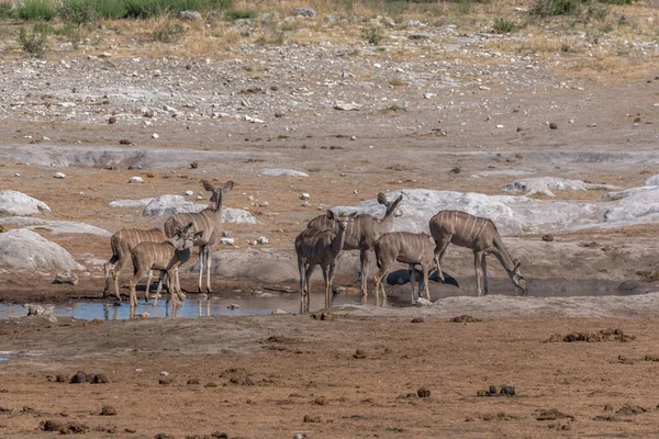 Nagy Női Kudu Tragelaphus Strepsiceros Ivott Egy Víznyelőben Khaudum Nemzeti — Stock Fotó