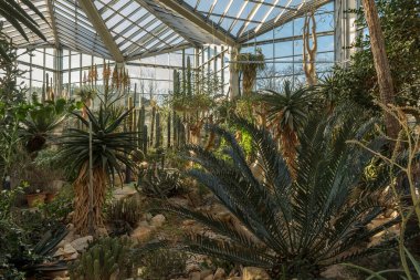 FRANKFURT AM MAIN, ALMANY-JANUARY 06, 2022: Frankfurt, Almanya 'daki Palmengarten' deki güzel kaktüs