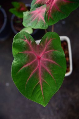 Süslü Yaprak Caladium 'un doğadaki rengi.