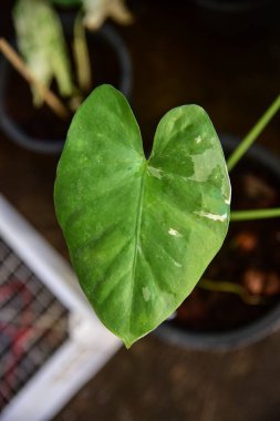 Süslü Yaprak Caladium 'un doğadaki rengi.