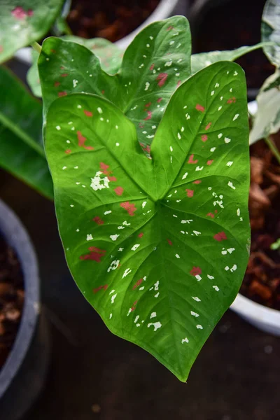 Colore Della Fancy Leaf Caladium Natura — Foto Stock