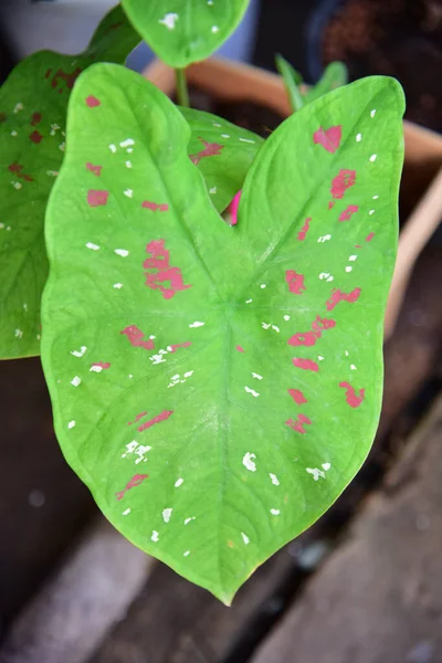 Colore Della Fancy Leaf Caladium Natura — Foto Stock