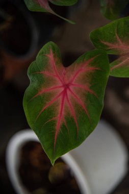 Bitki dokusu arkaplanı yaprağını kapat.