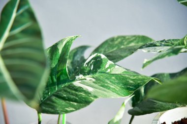 Doğadaki yeşil bitkileri kapatın..