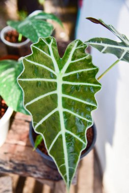 Doğadaki yeşil bitkileri kapatın..