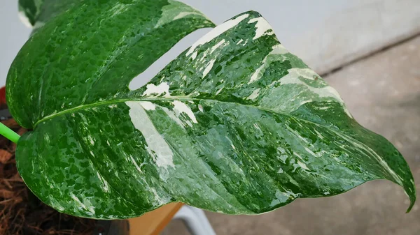 Zielony Liść Epipremnum Pinnatum Odmiany Białym Tle — Zdjęcie stockowe