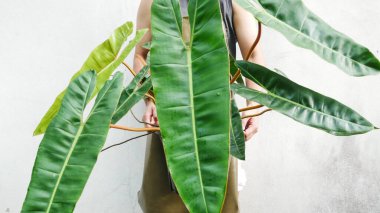 Satış konsepti için bitkilerin yeşil yapraklarını kapat.