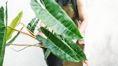 Satış konsepti için bitkilerin yeşil yapraklarını kapat.