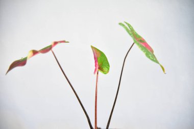 Satış konsepti için bitkilerin yeşil yapraklarını kapat.