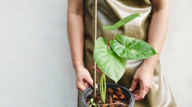 Satış konsepti için bitkilerin yeşil yapraklarını kapat.