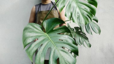 Satış konsepti için bitkilerin yeşil yapraklarını kapat.