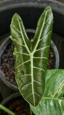 Satış konsepti için bitkilerin yeşil yapraklarını kapat.