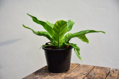 Satış konsepti için bitkilerin yeşil yapraklarını kapat.