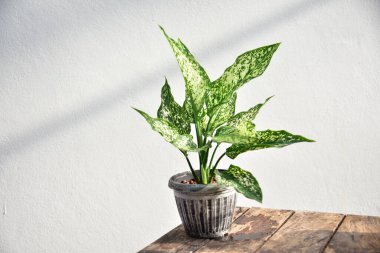 Satış konsepti için bitkilerin yeşil yapraklarını kapat.