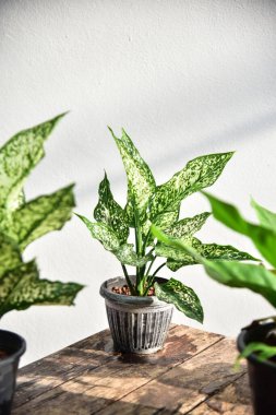 Satış konsepti için bitkilerin yeşil yapraklarını kapat.