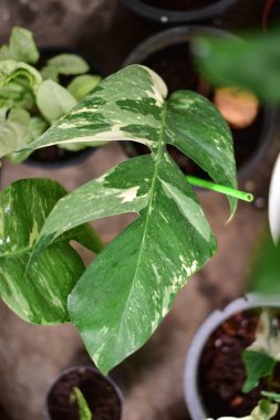 Yaprak Yeşili doğa konseptinde.