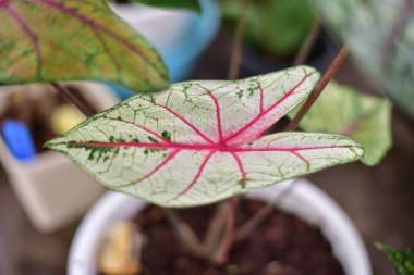 Yaprak Yeşili doğa konseptinde.