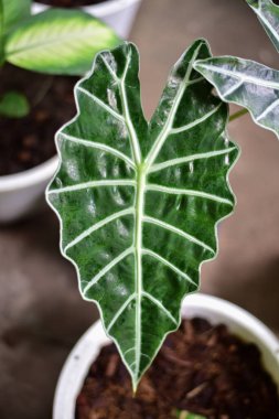 Yaprak Yeşili doğa konseptinde.