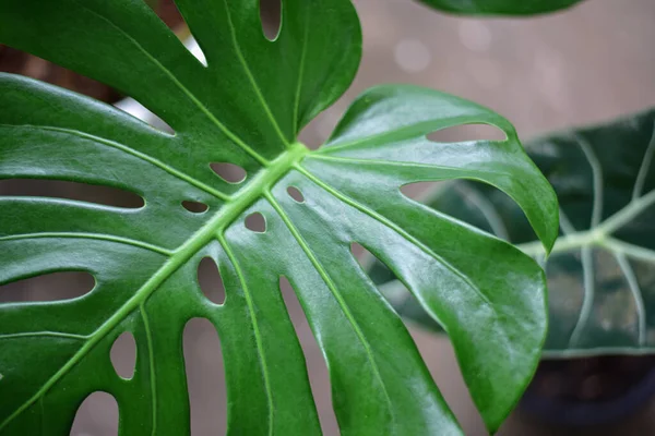 Φύλλα Πράσινο Φυτά Στη Φύση Έννοια — Φωτογραφία Αρχείου