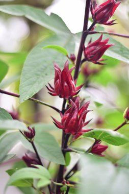 Kırmızı güller doğadaki ağaçlarda yüzer..