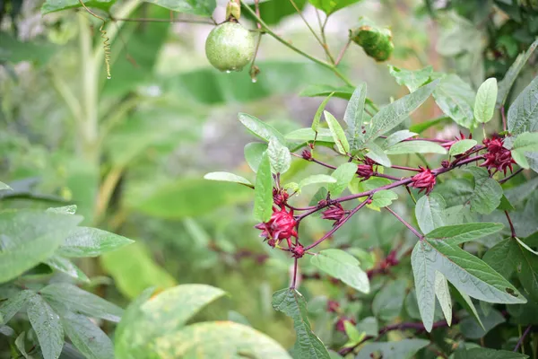 Roselle Rouge Flotte Sur Les Arbres Dans Nature — Photo