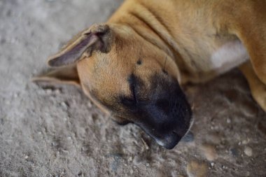 Gri arkaplanda köpek yavrusunu kes.