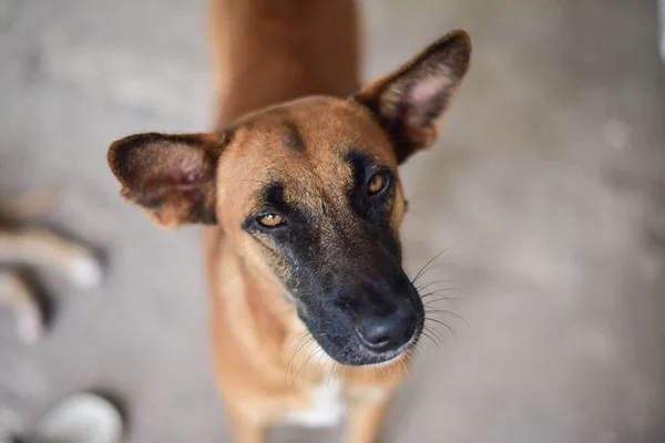 Filhote Cachorro Corte Fundo Cinza — Fotografia de Stock