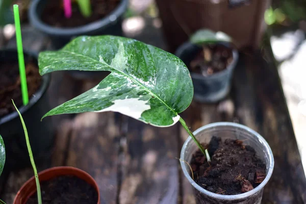Doğadaki yeşil bitkileri kapatın..