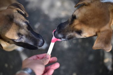 Tatlı kahverengi köpek dondurma yiyor..