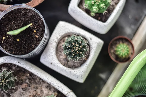 Belle Feuille Verte Plantes Dans Nature — Photo