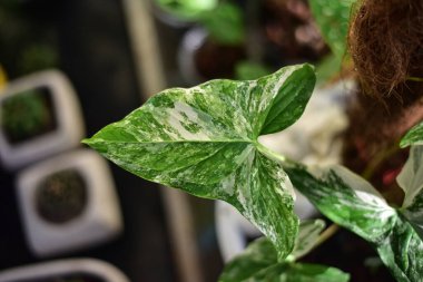 Doğada yeşil yaprak kavramı.