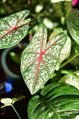 Doğada yeşil yaprak kavramı.