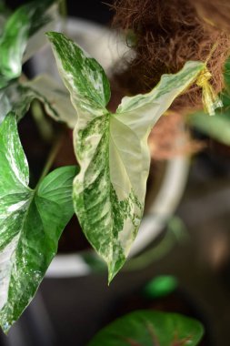 Doğada yeşil yaprak kavramı.