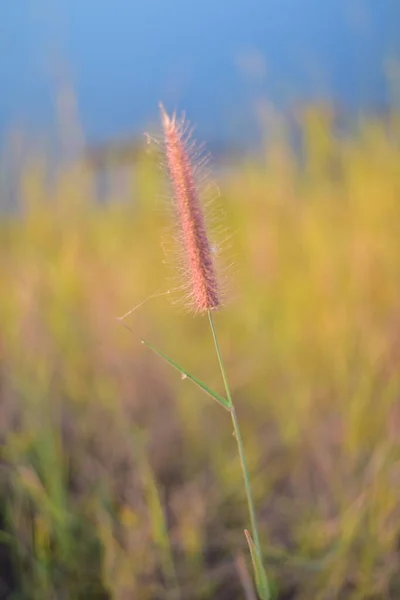 Unscharfe Braune Grasblumen Auf Dem Hintergrund Des Sonnenuntergangs — Stockfoto