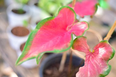 Bulanık kırmızı yapraklı Caladium bicolor.