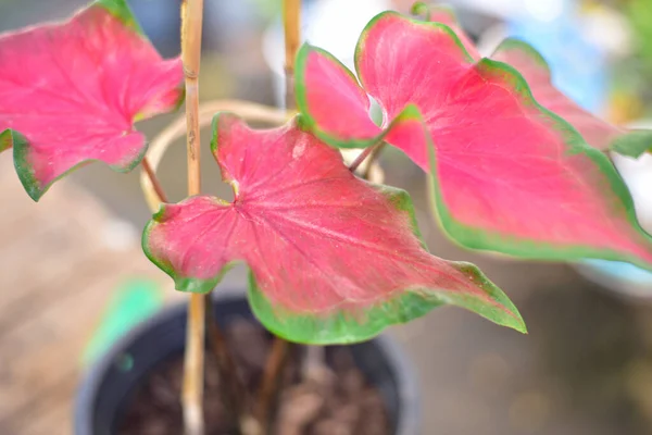 Blur Red Leaf Caladium Bicolor Nature — Stock Photo, Image