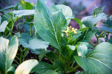 Doğada taze yeşil sebze.