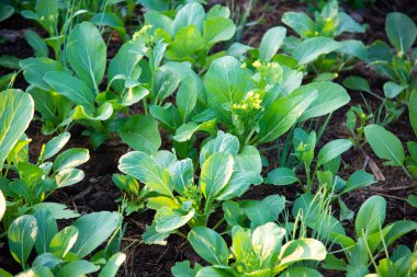 Doğada taze yeşil sebze.