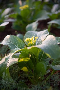 Doğada taze yeşil sebze.