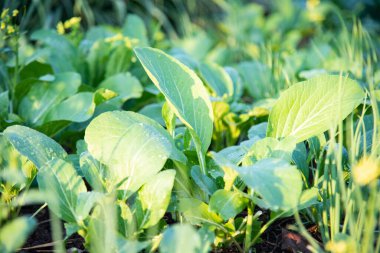 Doğada taze yeşil sebze.