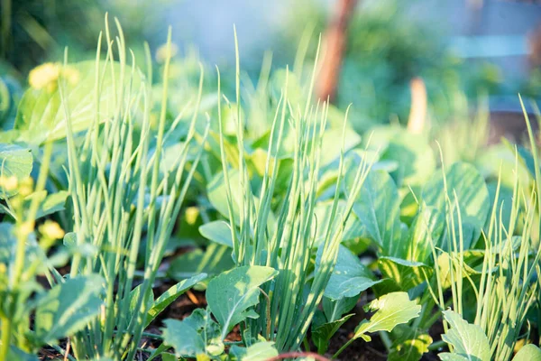 Doğada taze yeşil sebze.