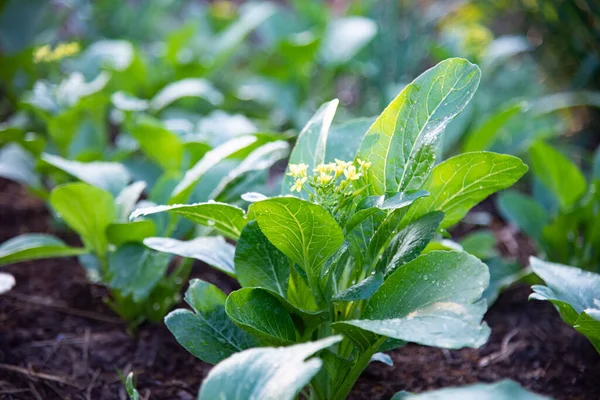 Doğada taze yeşil sebze.