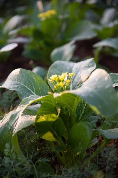 Doğada taze yeşil sebze.